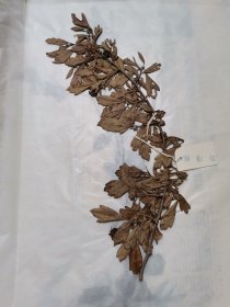 植物标本，无标本台纸.50327-92