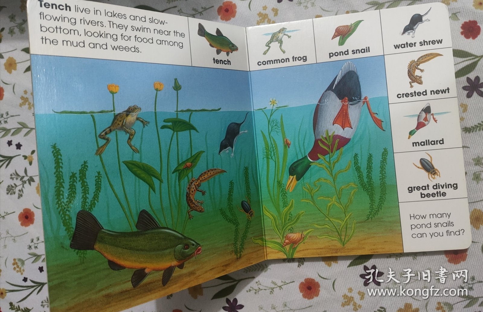 Brimax 手绘科普 一物一图 色彩鲜艳 易保存 Animals of lakes and rivers 中大开本