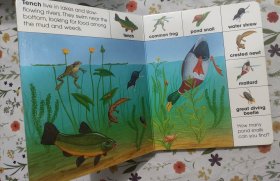 Brimax 手绘科普 一物一图 色彩鲜艳 易保存 Animals of lakes and rivers 中大开本