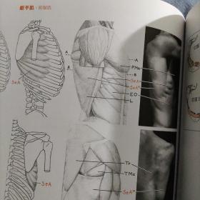 牛津艺用人体解剖学（经典版）