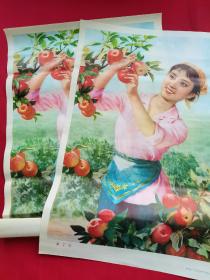 80年辽美出版对开年画宣传画《喜丰收》，苹果丰收采苹果让人喜悦，库存完美品相，500一张包邮。