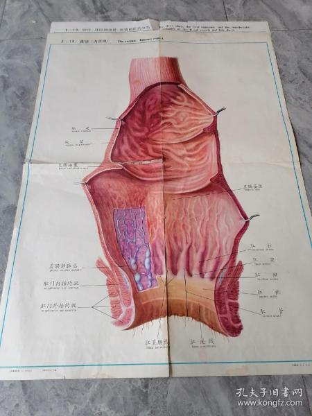 人体解剖挂图  消化系统2幅