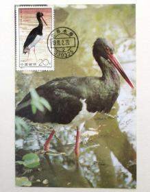 1992-2（2-1）《鹳•黑鹳》邮票极限片1枚，片源：自制摄影片，销1992年2月20日江西永修首日戳。