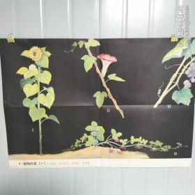 小学课本教育挂图 4植物的茎(一)全套85幅