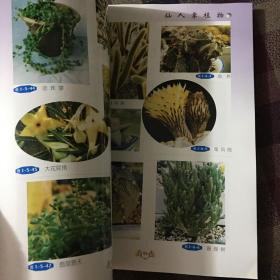 新品种花卉栽培实用图鉴