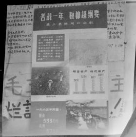 1965安徽省农业展览馆以标语为背景的展板摄影底片14种，内容为：颍上县沫河口公社苦战一年，粮棉超纲要、改造自然、怎样建立两级种子田，抓饲草牲畜壮，绿化四旁，繁昌县小洲公社治水治沙，粮棉丰收，采育结合，以副养农抓防治促健康、望江华阳公社新农村大队绿化造林，消灭火字山、因地制宜、积极防疫，保证生猪健康、油桐大发展。