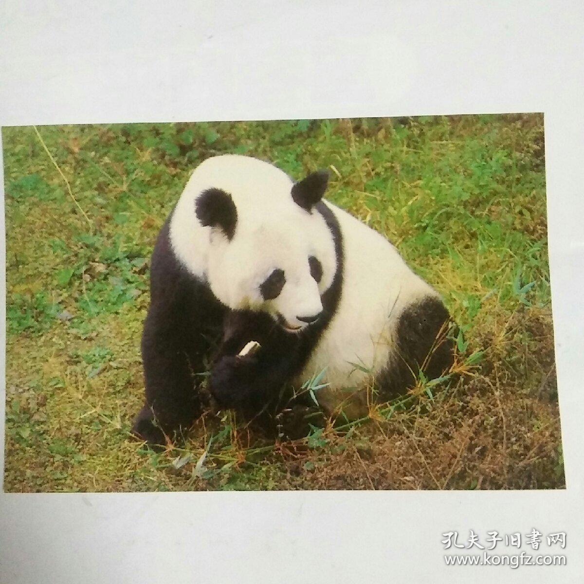 明信片――大熊猫系列之七