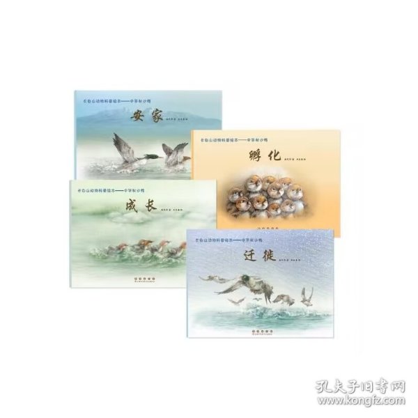 长白山动物科普绘本——中华秋沙鸭·成长