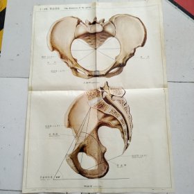 人体解剖挂图 1 骨及骨连结 <1-23骨盆径线＞全开