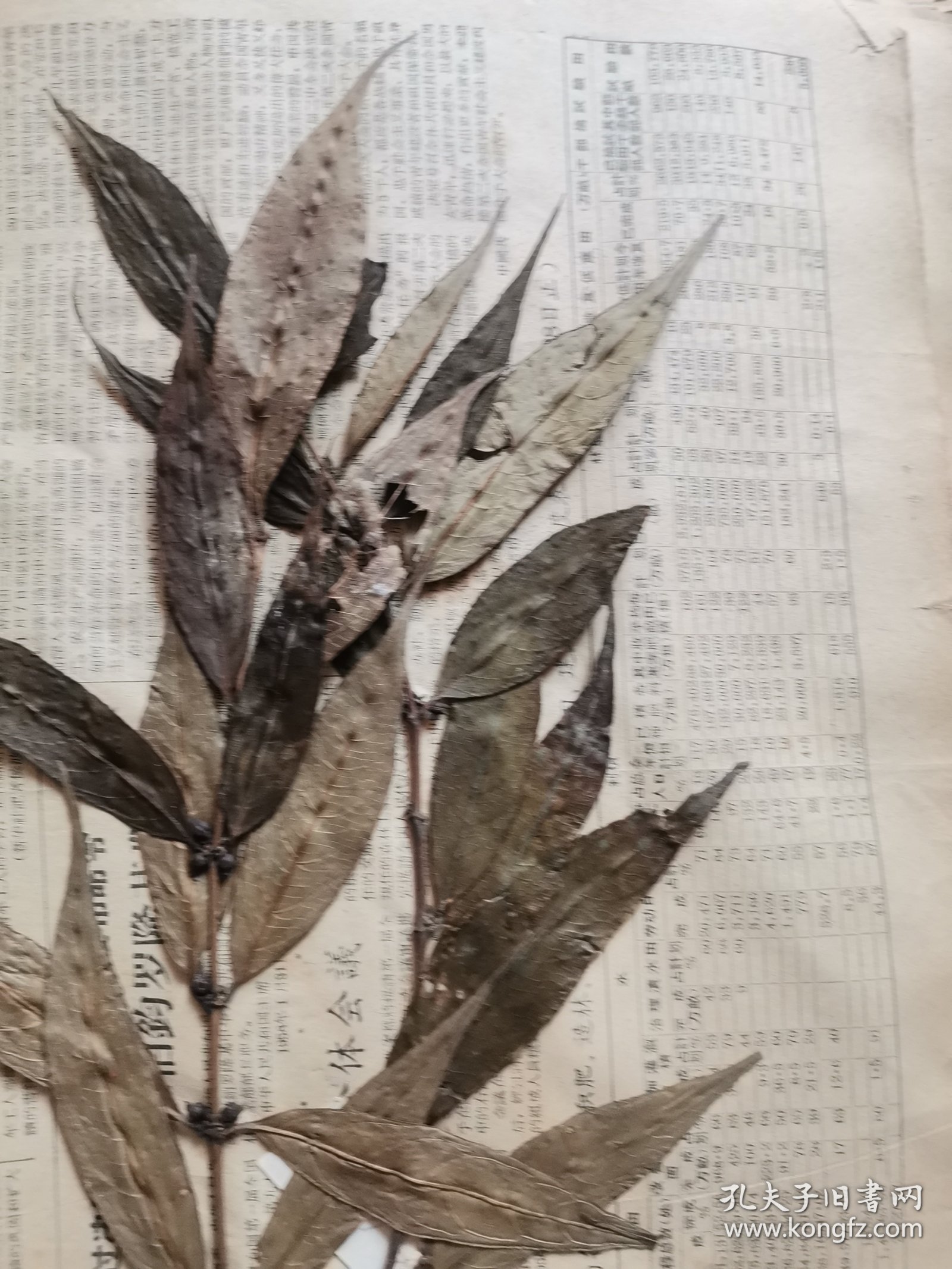 植物标本，无标本台纸.50325-2-21