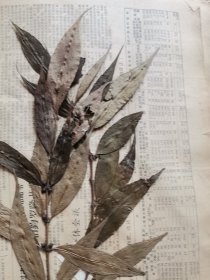 植物标本，无标本台纸.50325-2-21