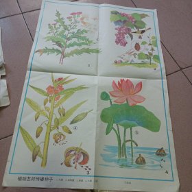 植物怎样传播种子示意图