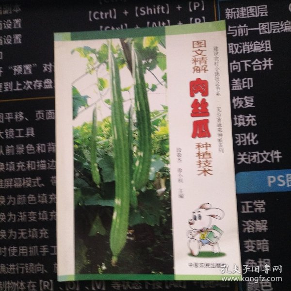 图文精解肉丝瓜种植技术