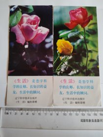 1983年月季花年历片