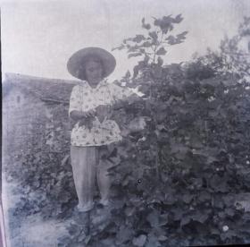 1965年安徽省农业展览馆底片一张，女社员摘棉花