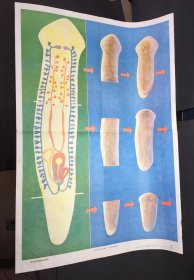 涡虫的生殖系统和再生 初级中学课本动物学教学挂图 扁形动物门