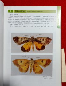 北京灯下蛾类图谱