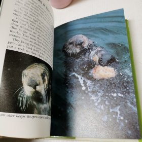 英文原版Jane Goodalls Animal World Sea Otters珍·古道尔斯:动物世界海獭