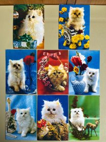 明信片：（猫）八张合售【可单选】