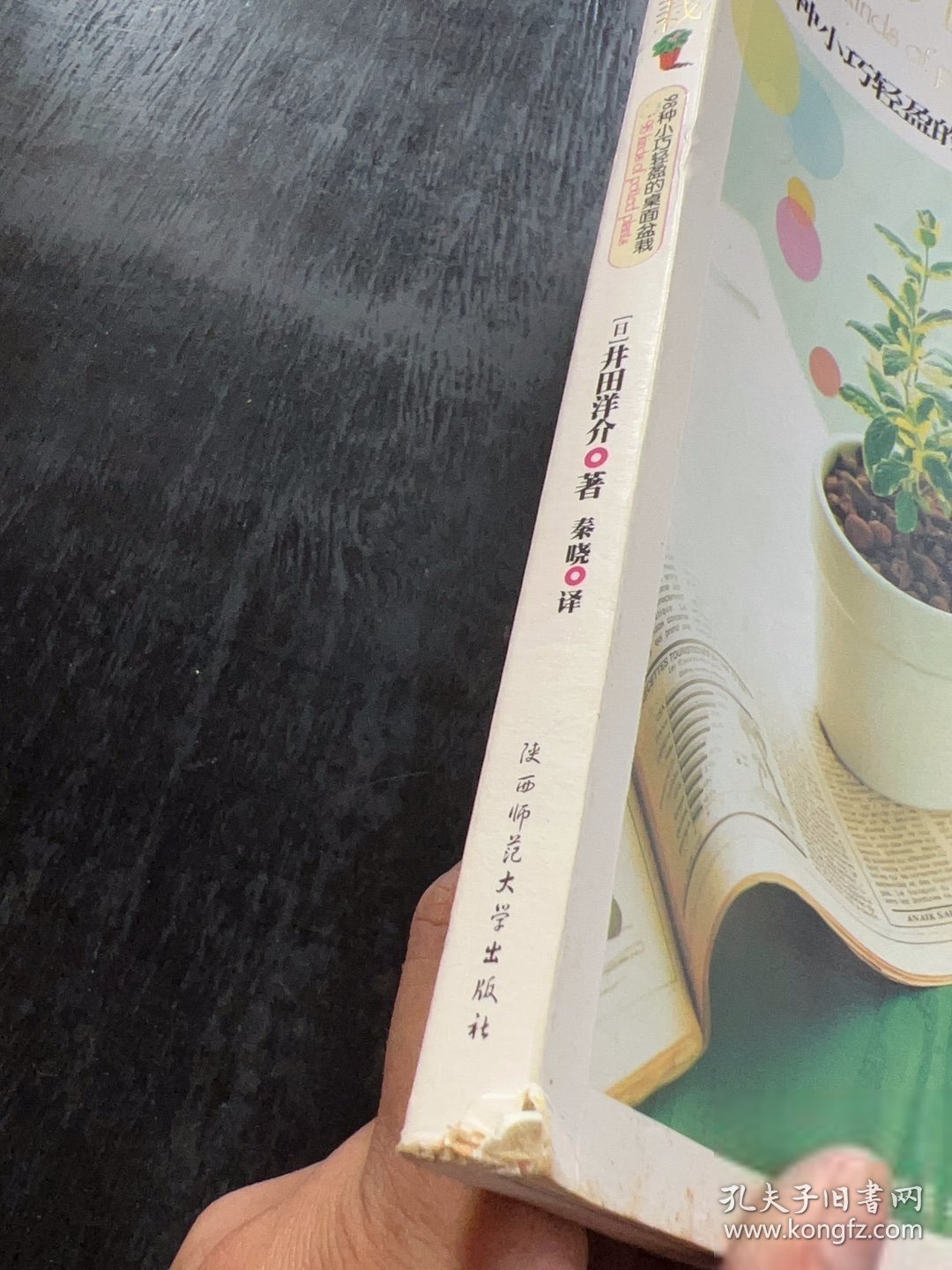 懒人98盆栽：98种小巧轻盈的桌面盆栽[日]井田洋介 著；秦晓 译