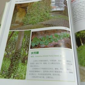 襄樊市园林植物实用手册