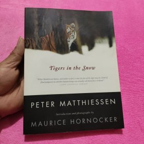 TIGERS IN THE SNOW 雪地里的老虎