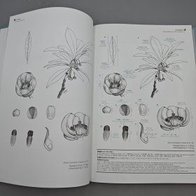 香港中文大学版 刘大伟、李敏贞、王晓欣 著；王天行 编《香港原生植物圖鑑（Bilingual Edition 中英雙語）》（精装）