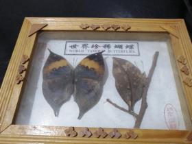 世界珍稀蝴蝶标本 珍蝶（装框）