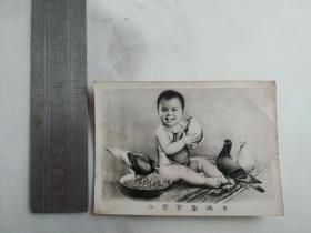 小宝宝爱鸽子 老贺卡