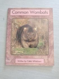 Common Wombats