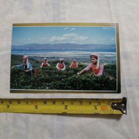采茶照片1枚（九十年代五朵金花采茶照片，背景大理坝子及洱海）
