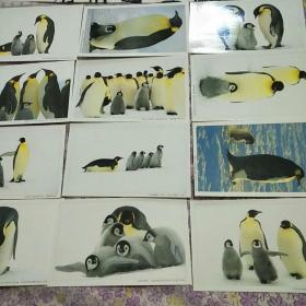 罗红南极帝企鹅作品(内装12枚)