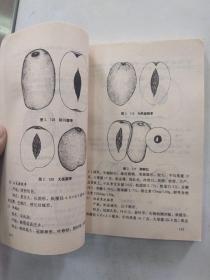 中国枣树学概论（85品大32开1991年1版1印8100册360页30万字中国枣树丛书）56628