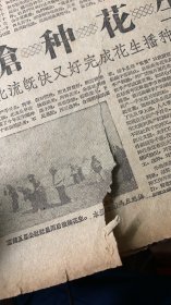 广西日报1959年4月2日
《李景群一人插秧顶六人~蒼梧三万插秧手猛赶李景群》李景群插秧经验介绍≈王倩仪《巩固祖国统一和民族团结是我国各族人民的根本利益≈严正》关于民族问题的语录。《背叛祖国就是背叛本民族利益≈赛福鼎》