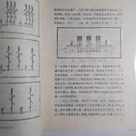 北京郊区农作物间作套种 三种三收经验