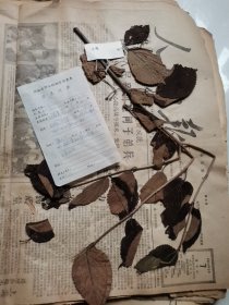 植物标本，无标本台纸.2150528-84
