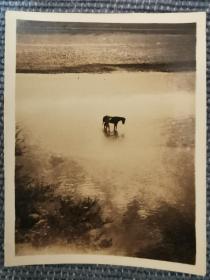 民国老照片，日军战马在沁河洗澡，原版老照片1枚