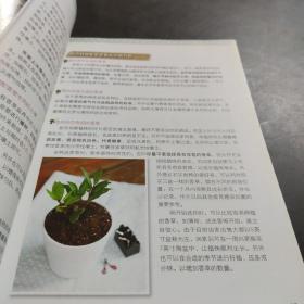 种香草、玩香草一次搞定