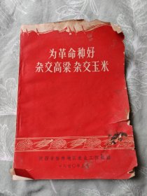 为革命种好杂交高梁杂交玉米