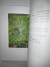 潮汕百草良方