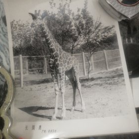 动物档案老照片 长鹿颈 后面有章 15*12.5公分