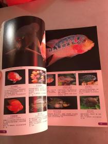 世界热带鱼图鉴：700种热带鱼饲养与鉴赏图典（无书衣）