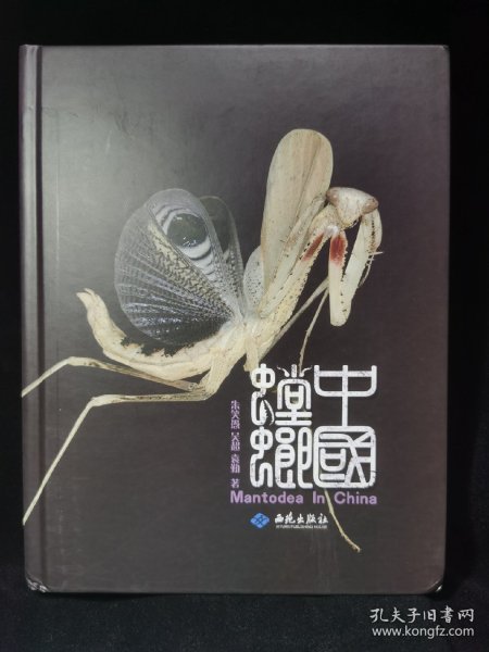 中国螳螂