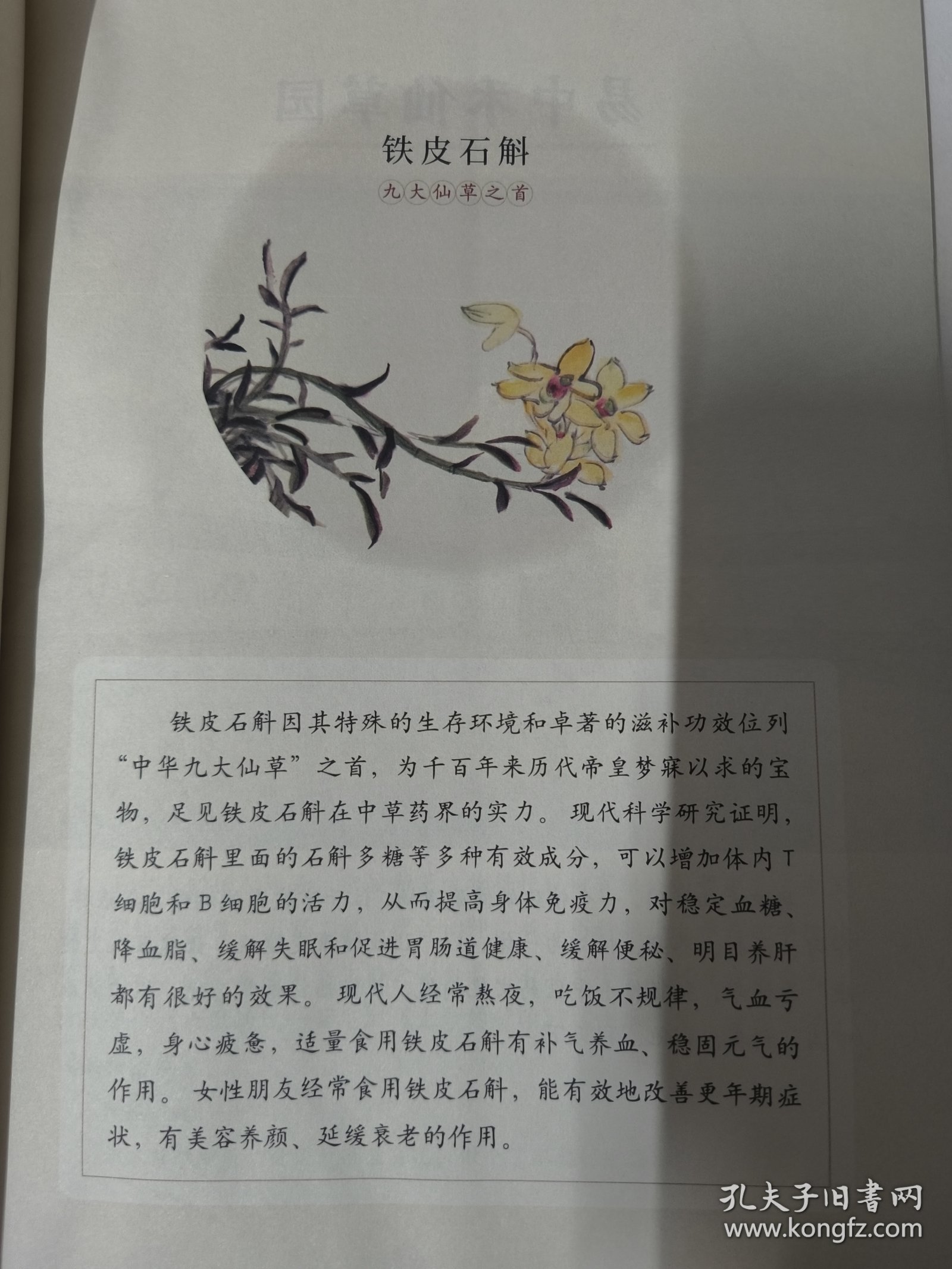 图识本草周历（2023-2024）看图识本草 彩图版 国画本草画家朱秀平绘画 中医古籍出版社 21-2