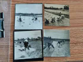 1963安徽省农业展览馆老照片四种，双抢稻田插秧场景