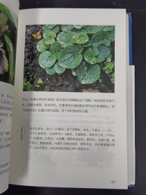 草木零落，美人迟暮：楚辞植物图鉴（精装）