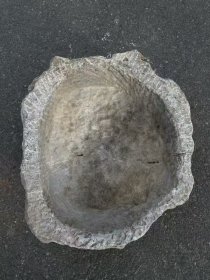 清代随形养鱼石盆，一线原皮壳，67厘米*57厘米*28厘米。