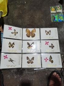东南亚蝴蝶珍品（标本）