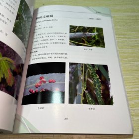 北京市林业有害生物普查图册