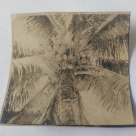 大漠山椰子树留影照片